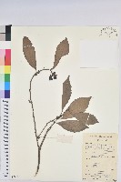 銀柴藏品圖，第1張