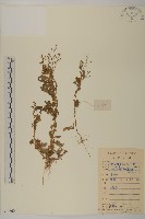 魚眼菊藏品圖，第1張