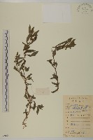 鱧腸藏品圖，第1張