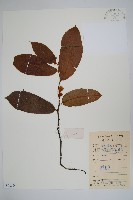 紫玉盤藏品圖，第1張