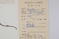 紫玉盤藏品圖，第2張