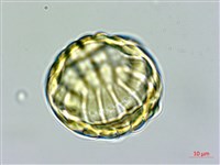 香港遠志藏品圖，第1張