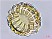 香港遠志藏品圖，第2張