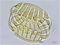 香港遠志藏品圖，第3張