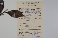 厚葉冬青藏品圖，第2張