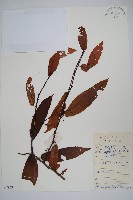 華南獼猴桃藏品圖，第1張