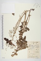 黃鵪菜藏品圖，第1張