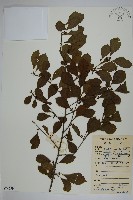 鼠李冬青、滿樹星藏品圖，第1張