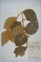 毛花楊桃藏品圖，第1張