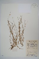 細葉蘭花參藏品圖，第1張