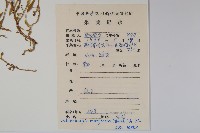 細葉蘭花參藏品圖，第2張