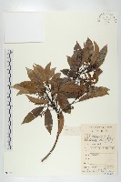 華杜英藏品圖，第1張