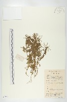 葶藶藏品圖，第1張