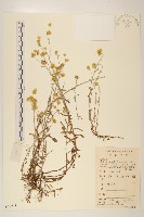 鼠麴草藏品圖，第1張