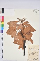 美葉石櫟藏品圖，第1張