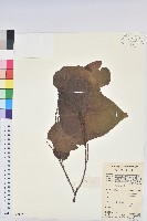 紅背山麻桿藏品圖，第1張