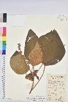 野桐藏品圖，第1張