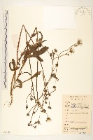 苦苣菜藏品圖，第1張