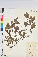 華古柯藏品圖，第1張