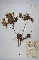 中國念珠藤藏品圖，第1張