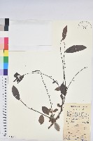 紅毛饅頭果藏品圖，第1張