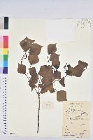 烏臼藏品圖，第1張