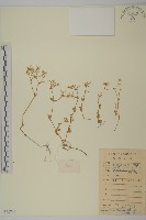 瓜槌草、漆姑草藏品圖，第1張