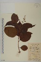 昆明山海棠藏品圖，第1張