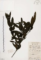 山胡椒藏品圖，第1張