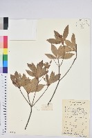 吊鐘花藏品圖，第1張