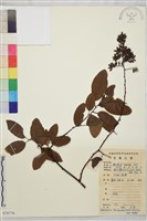 多花勾兒茶, 多花黃鱔藤藏品圖，第1張