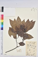 白臼藏品圖，第1張