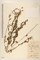 雞兒腸藏品圖，第1張