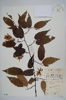 雷公鵝耳櫪藏品圖，第1張