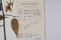 雷公鵝耳櫪藏品圖，第2張