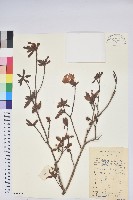 登錄號:S078812藏品圖，第1張