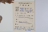 小紫果槭藏品圖，第2張