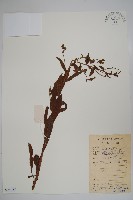 琉璃草藏品圖，第1張