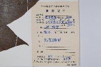 闊葉獼猴桃藏品圖，第2張