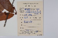 華南獼猴桃藏品圖，第2張