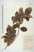 香港四照花藏品圖，第1張