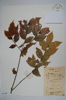 四川冬青藏品圖，第1張