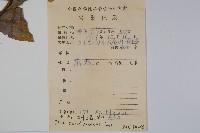 四川冬青藏品圖，第2張