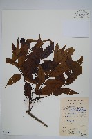 野漆、木臘樹藏品圖，第1張