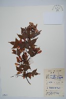 嶺南槭藏品圖，第1張