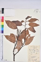 美葉石櫟藏品圖，第1張