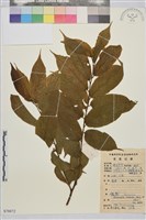 尾葉貓乳藏品圖，第1張