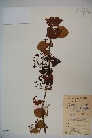 南方莢迷藏品圖，第1張