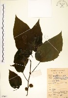 構樹藏品圖，第1張