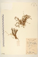 假吐金菊藏品圖，第1張